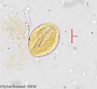 Capparis afzelii - lame n° 693