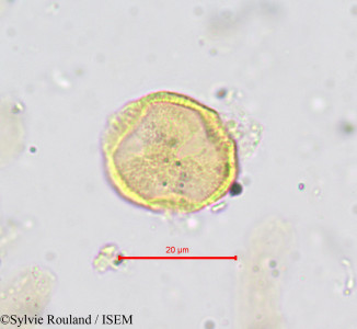Capparis afzelii - lame n° 693