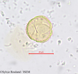 Sylvie.Rouland/Capparis_erythrocarpos_697/Capparis_erythrocarpos_697_0001(copy)_thumb.jpg
