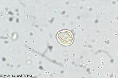 Capparis parviflora - lame n° 5716