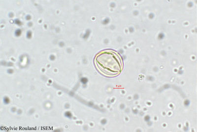 Capparis parviflora - lame n° 5716