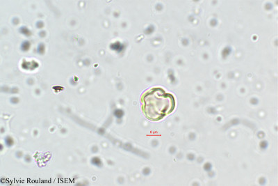 Capparis parviflora - lame n° 5716