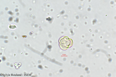 Capparis parviflora - lame n° 5716