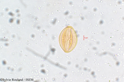 Sylvie.Rouland/Capparis_roxburghii_5805/Capparis_roxburghii_5805_0001(copy)_thumb.jpg