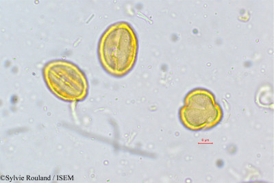 Sylvie.Rouland/Capparis_zeylanica_5045/Capparis_zeylanica_5045_0001(copy)_thumb.jpg