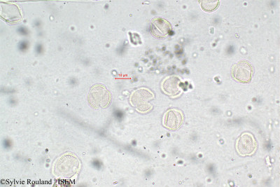 Capsella bursa-pastoris - lame n° 5874