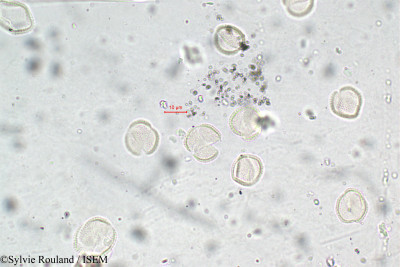 Capsella bursa-pastoris - lame n° 5874
