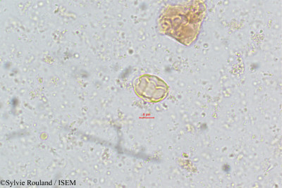 Sylvie.Rouland/Carallia_integerrima_5077/Carallia_integerrima_5077_0001(copy)_thumb.jpg