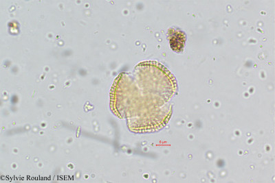 Sylvie.Rouland/Cardamine_hirsuta_5071/Cardamine_hirsuta_5071_0001(copy)_thumb.jpg