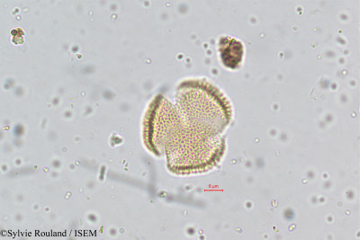 Cardamine hirsuta - lame n° 5071