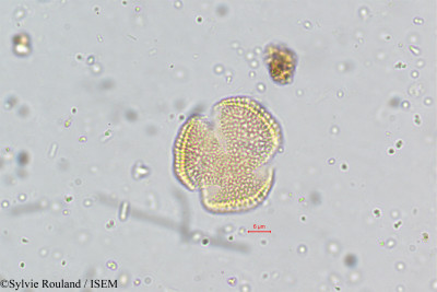 Cardamine hirsuta - lame n° 5071