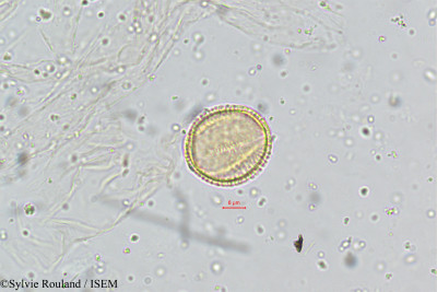 Cardamine hirsuta - lame n° 5071