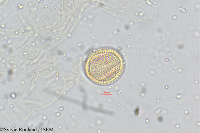 Cardamine hirsuta - lame n° 5071