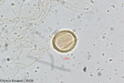 Cardamine hirsuta - lame n° 5071