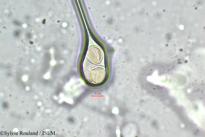 Sylvie.Rouland/Cardamine_opizii_5875/Cardamine_opizii_5875_0001(copy)_thumb.jpg