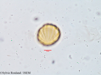 Cardanthera uliginosa - lame n° 3809