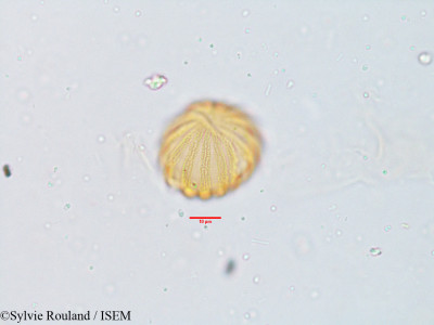 Cardanthera uliginosa - lame n° 3809