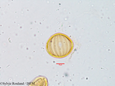 Cardanthera uliginosa - lame n° 3809