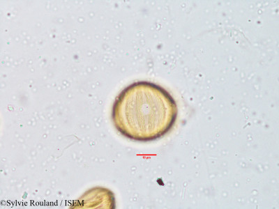 Cardanthera uliginosa - lame n° 3809