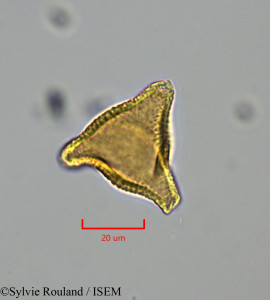 Sylvie.Rouland/Cardiospermum_grandiflorum_1864/Cardiospermum_grandiflorum_1864_0001(copy)_thumb.jpg