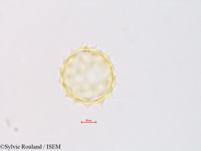 Sylvie.Rouland/Carduus_crispus_4318/Carduus_crispus_4318_0001(copy)_thumb.jpg