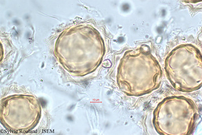 Sylvie.Rouland/Carduus_personata_5876/Carduus_personata_5876_0001(copy)_thumb.jpg
