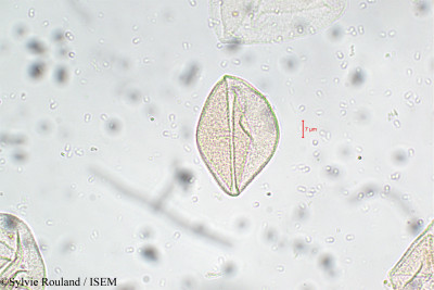 Sylvie.Rouland/Carex_baccans_5764/Carex_baccans_5764_0001(copy)_thumb.jpg