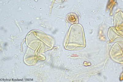 Carex filicina - lame n° 4972