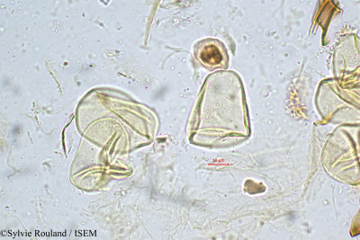 Carex filicina - lame n° 4972