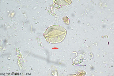 Carex filicina - lame n° 4972