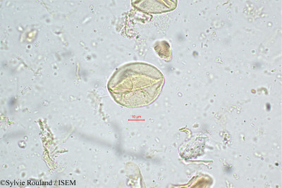 Carex filicina - lame n° 4972