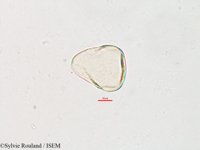Sylvie.Rouland/Carex_pyramidalis_2609/Carex_pyramidalis_2609_0001(copy)_thumb.jpg