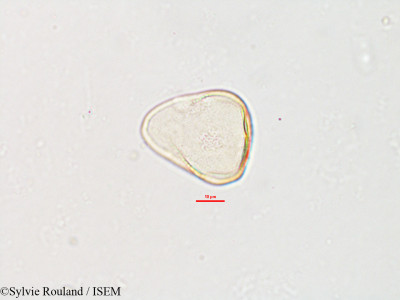Carex pyramidalis - lame n° 2609