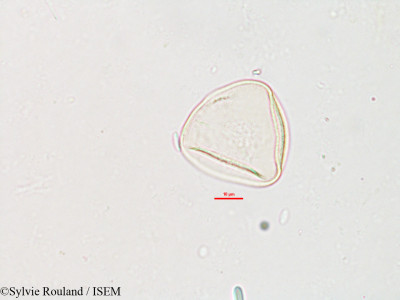 Carex pyramidalis - lame n° 2609
