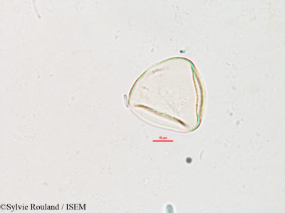 Carex pyramidalis - lame n° 2609