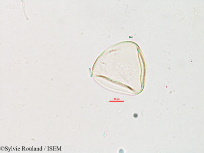 Carex pyramidalis - lame n° 2609