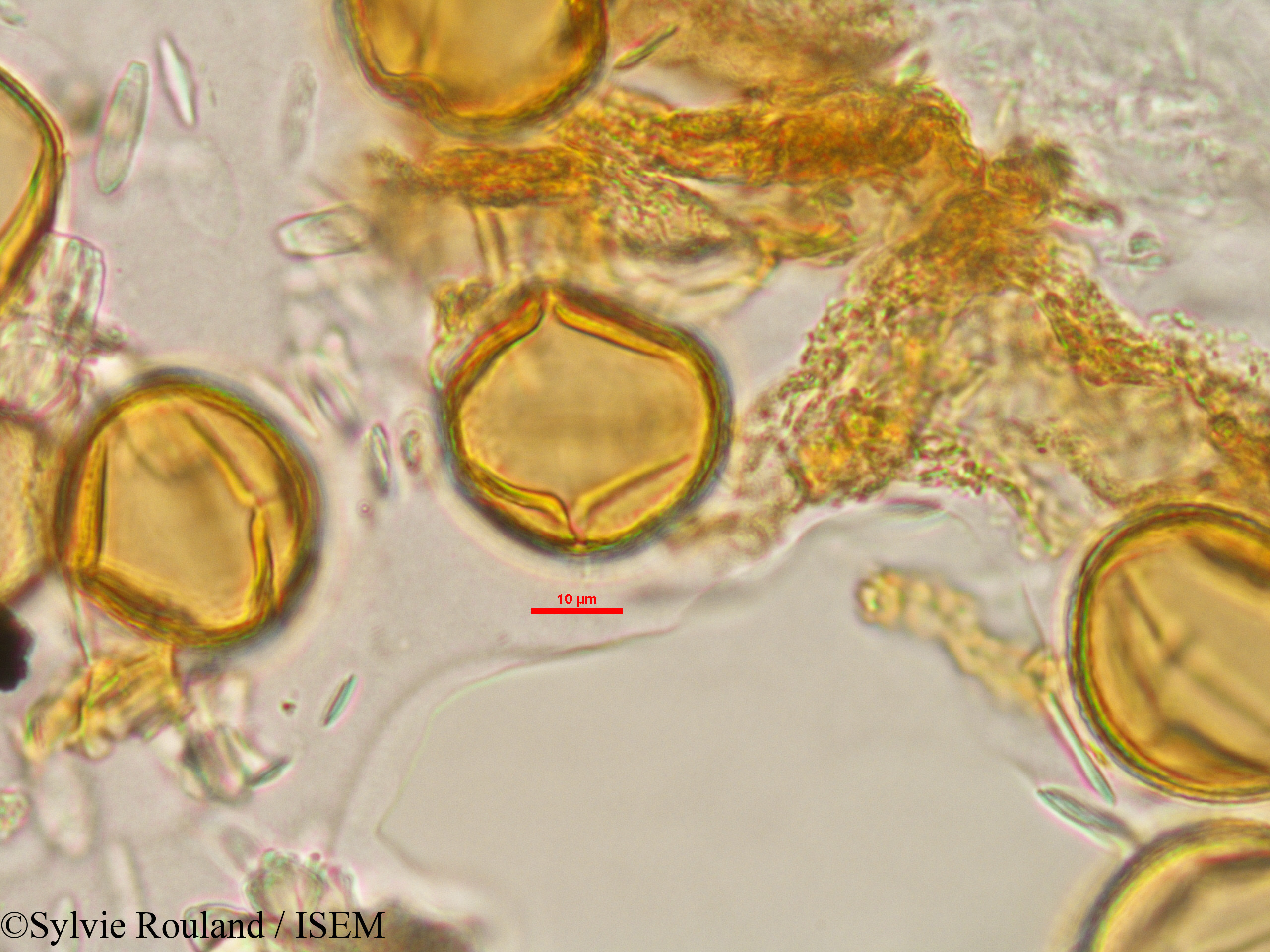 Sylvie.Rouland/Carica_papaya_1477/Carica_papaya_1477_0005(copy).jpg