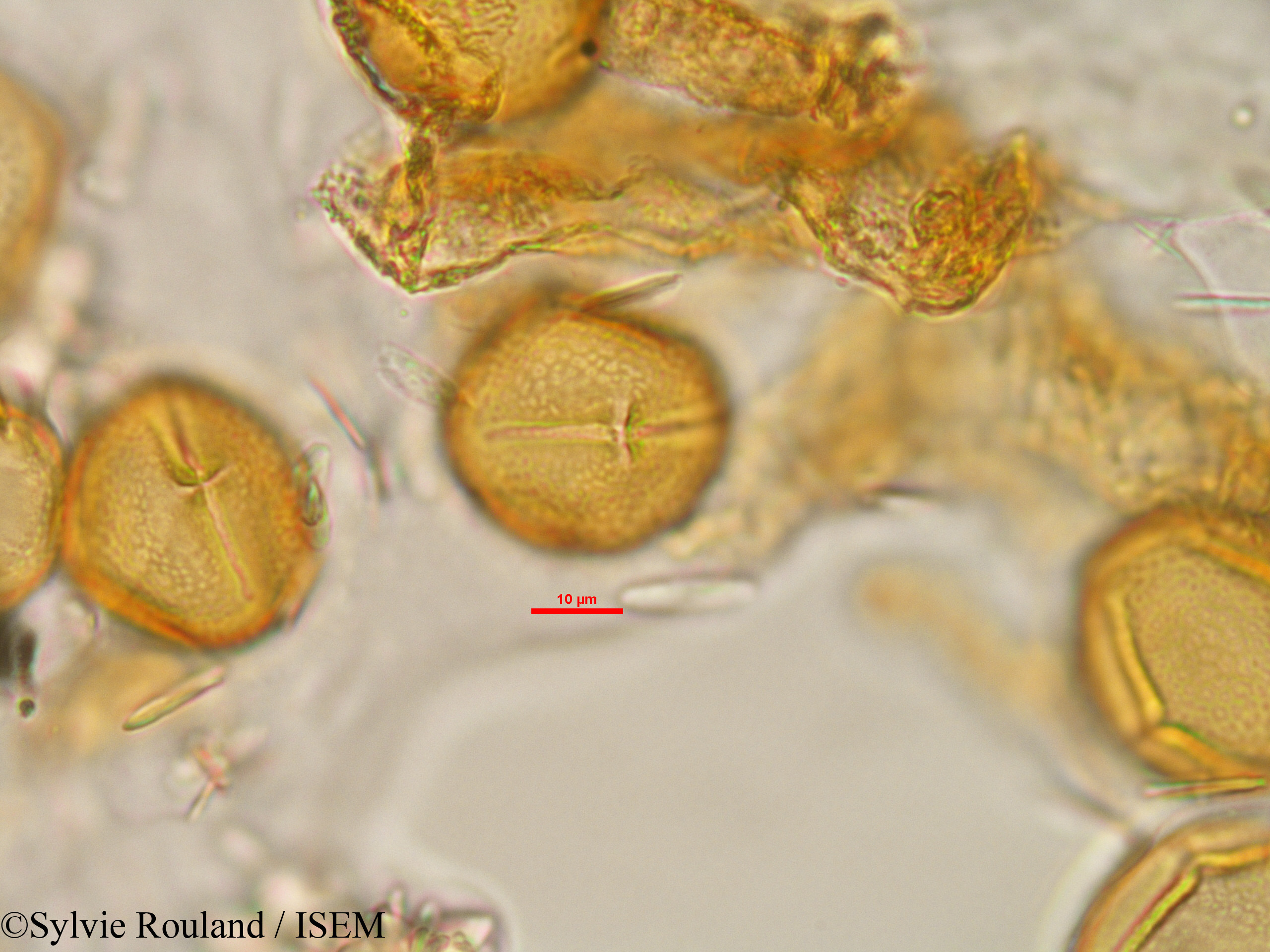 Sylvie.Rouland/Carica_papaya_1477/Carica_papaya_1477_0006(copy).jpg