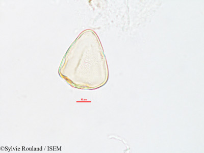 Sylvie.Rouland/Carpha_perrieri_2625/Carpha_perrieri_2625_0001(copy)_thumb.jpg