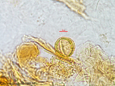 Sylvie.Rouland/Carphalea_geayi_2863/Carphalea_geayi_2863_0001(copy)_thumb.jpg