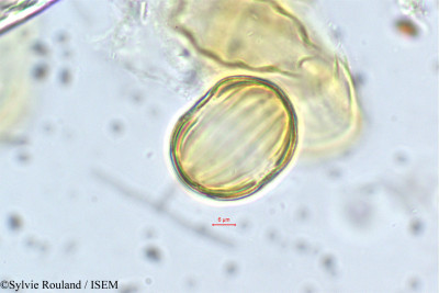 Sylvie.Rouland/Carpolobia_lutea_53/Carpolobia_lutea_53_0001(copy)_thumb.jpg