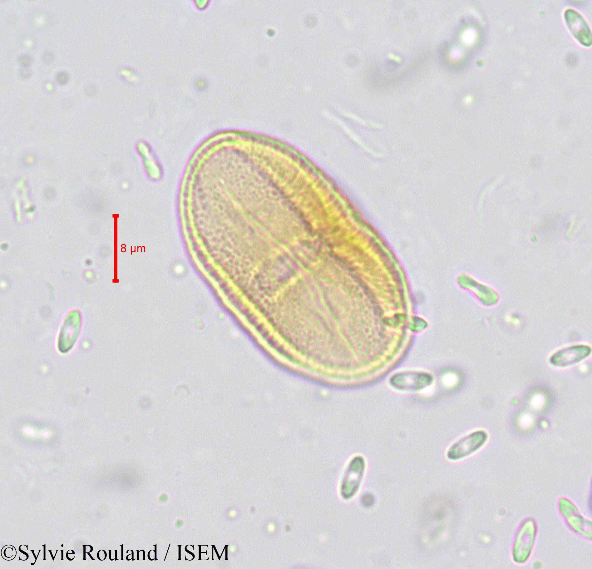 Sylvie.Rouland/Carum_verticillatum_659/Carum_verticillatum_659_0001(copy).jpg