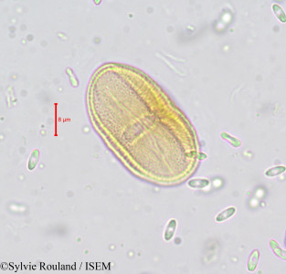 Sylvie.Rouland/Carum_verticillatum_659/Carum_verticillatum_659_0001(copy)_thumb.jpg