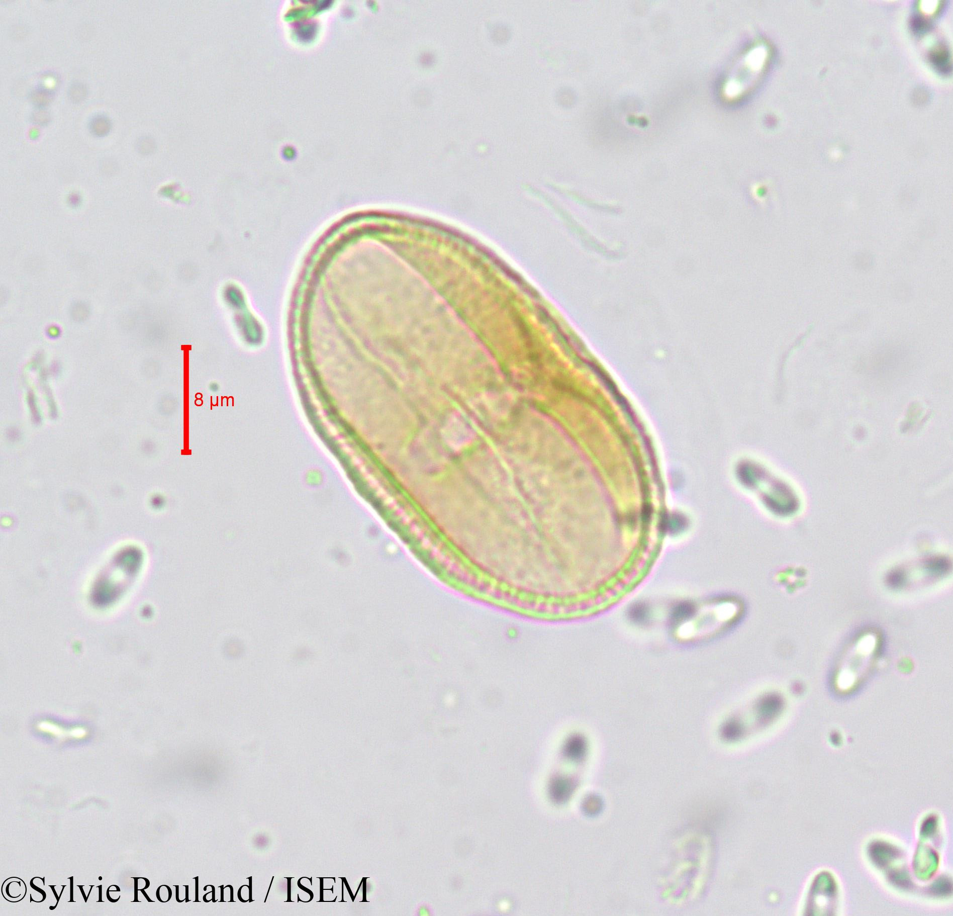 Sylvie.Rouland/Carum_verticillatum_659/Carum_verticillatum_659_0002(copy).jpg