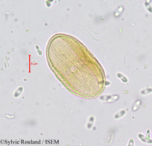 Carum verticillatum - lame n° 659
