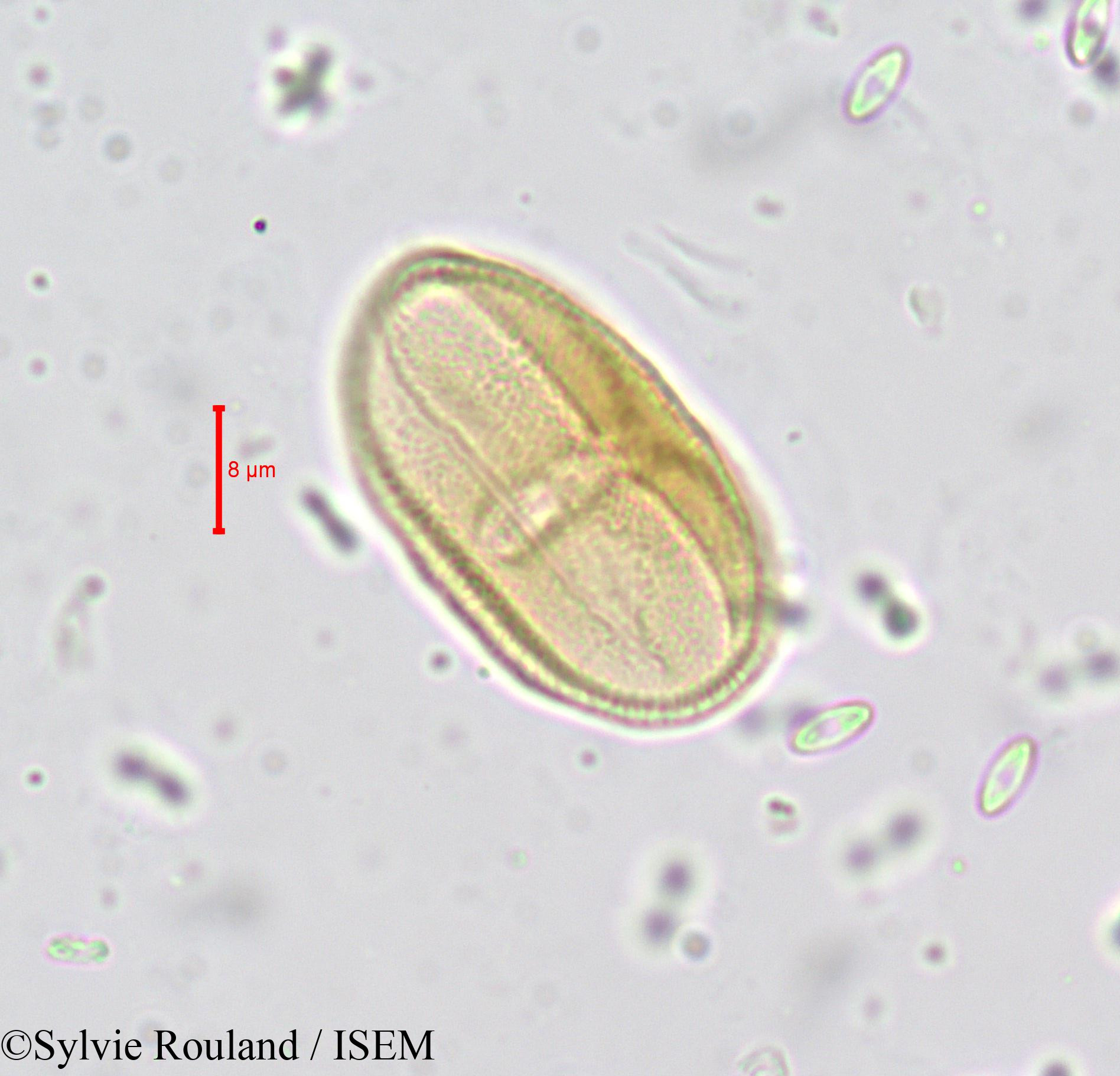 Sylvie.Rouland/Carum_verticillatum_659/Carum_verticillatum_659_0003(copy).jpg