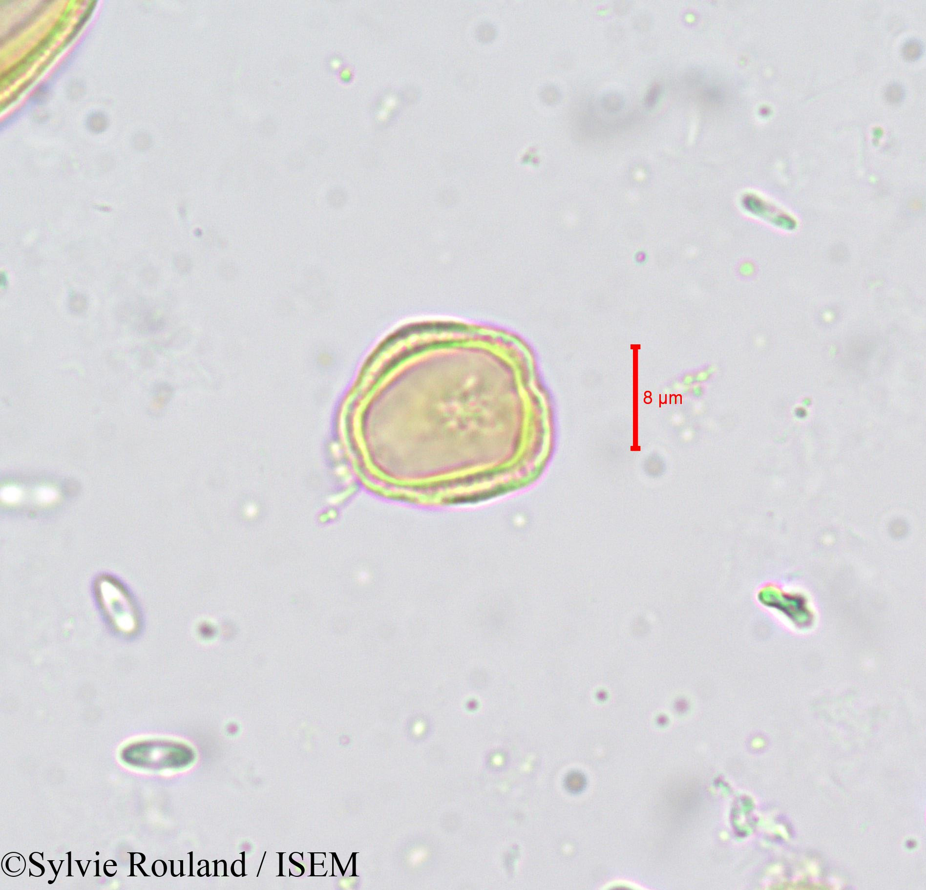 Sylvie.Rouland/Carum_verticillatum_659/Carum_verticillatum_659_0004(copy).jpg