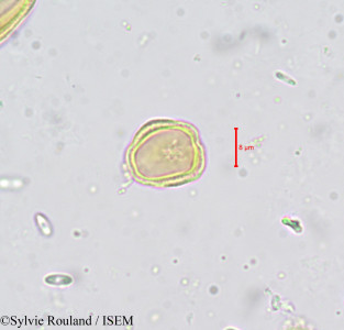 Carum verticillatum - lame n° 659