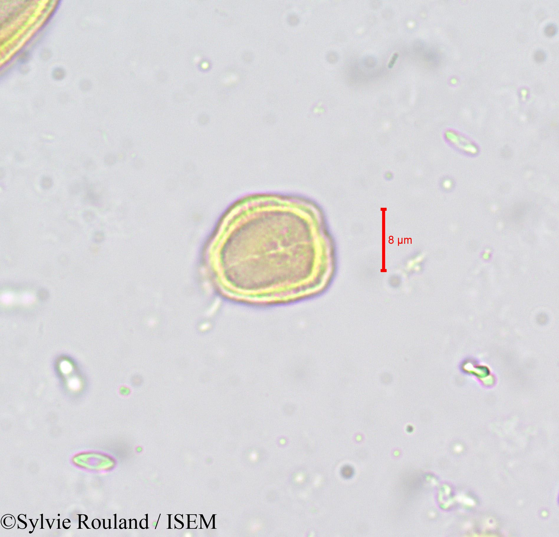Sylvie.Rouland/Carum_verticillatum_659/Carum_verticillatum_659_0005(copy).jpg