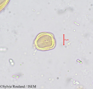 Carum verticillatum - lame n° 659